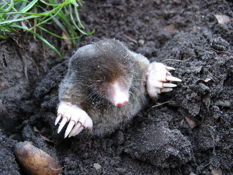 Mole on the Ground