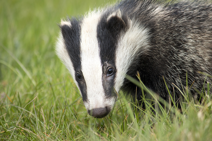 Badger on the Grass