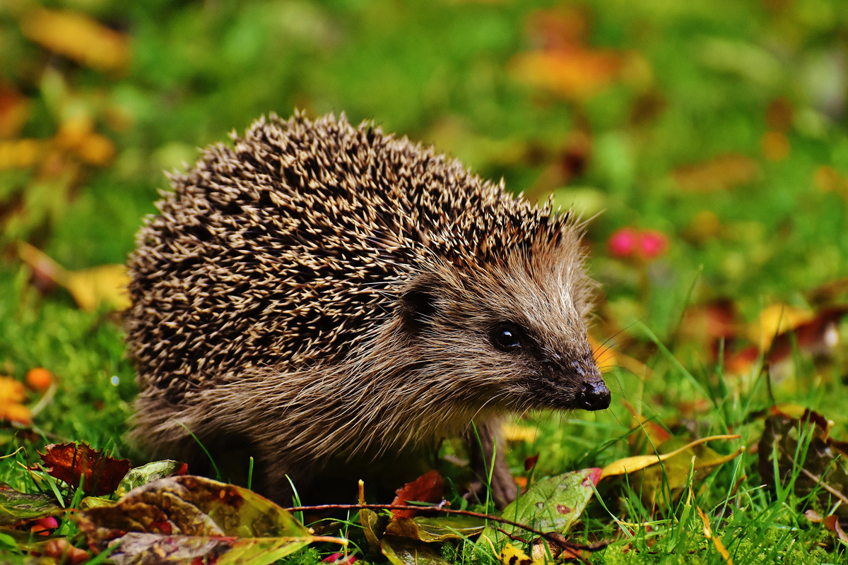 Hedgehog On Grass